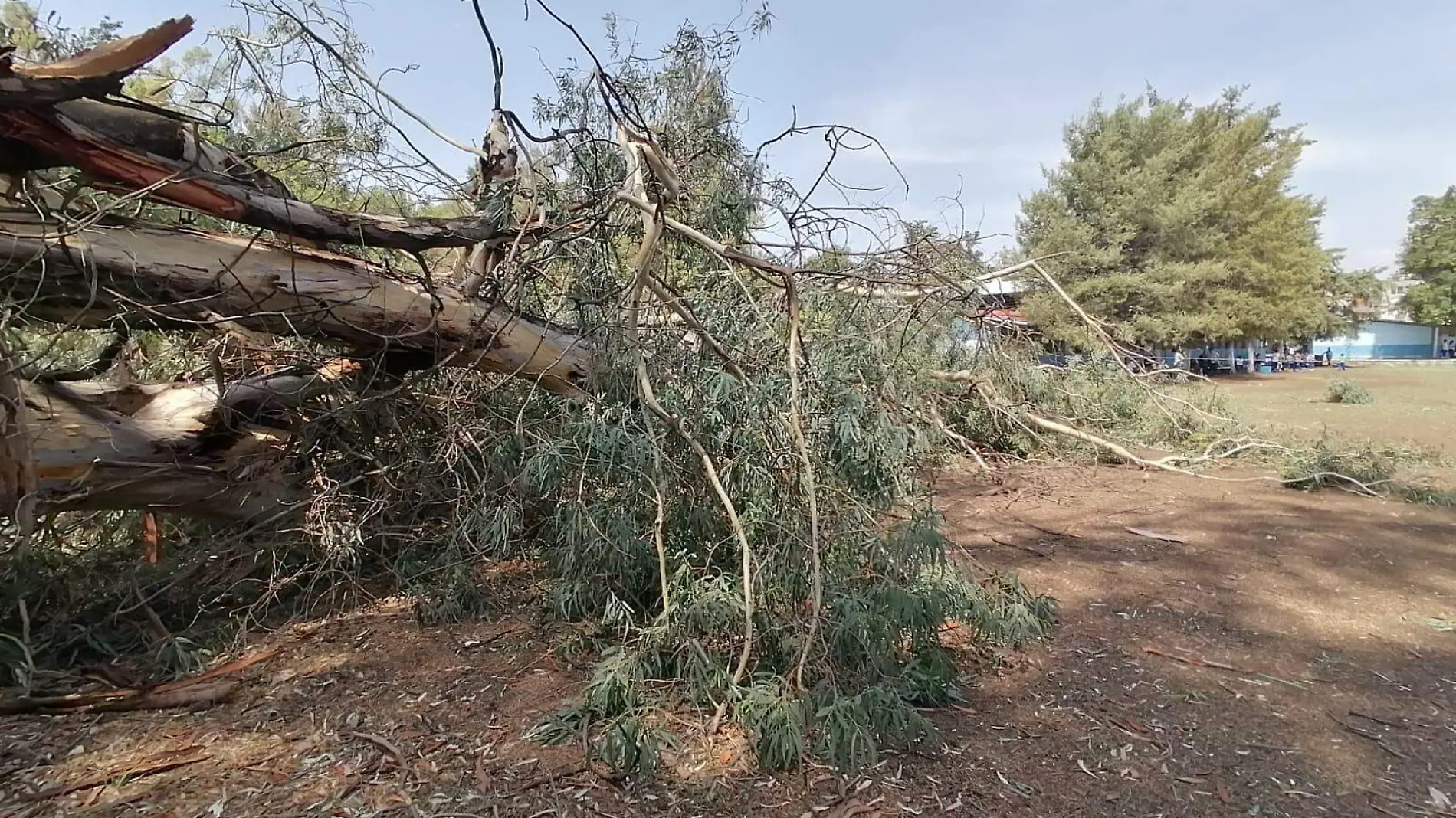 Caída de árbol 